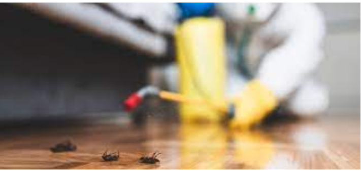 Quick and Efficient Pest Removal Techniques